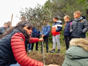 Plantation de l'olivier 2022